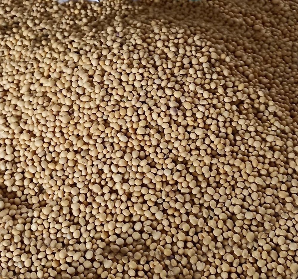 Soybeans 