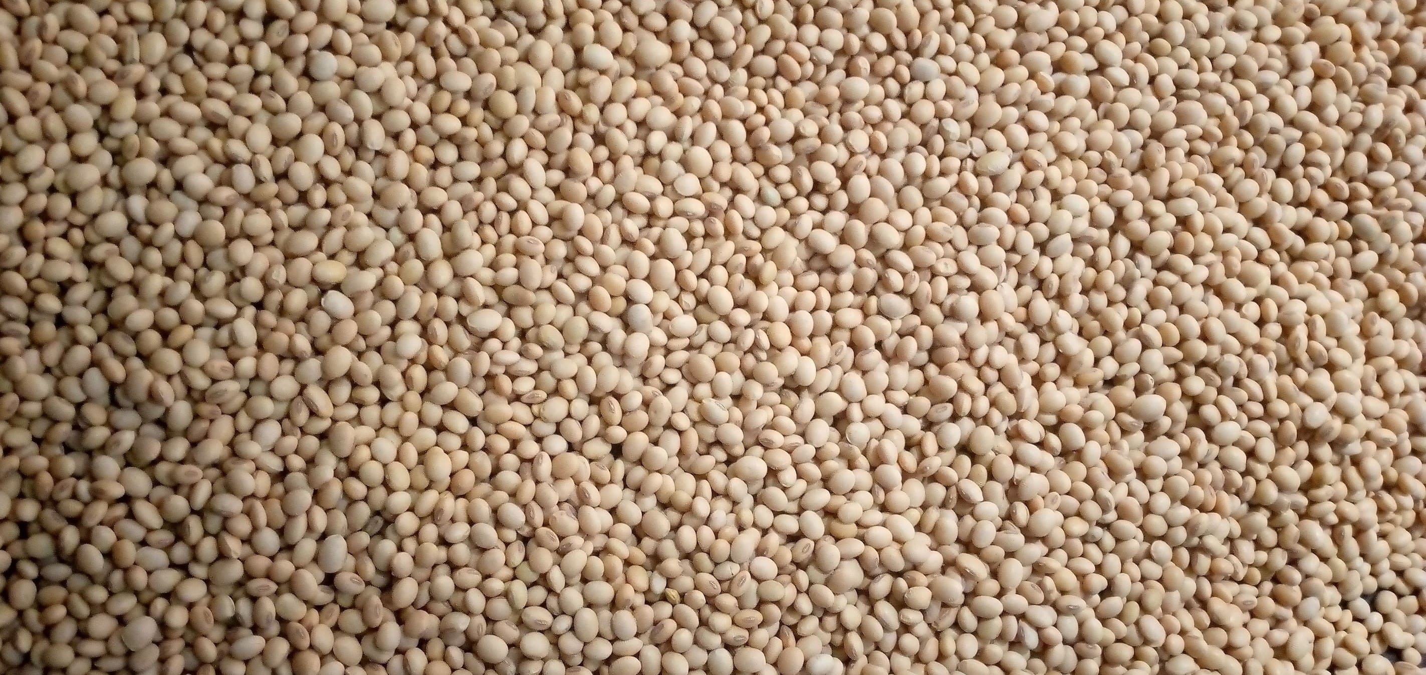Soybeans 