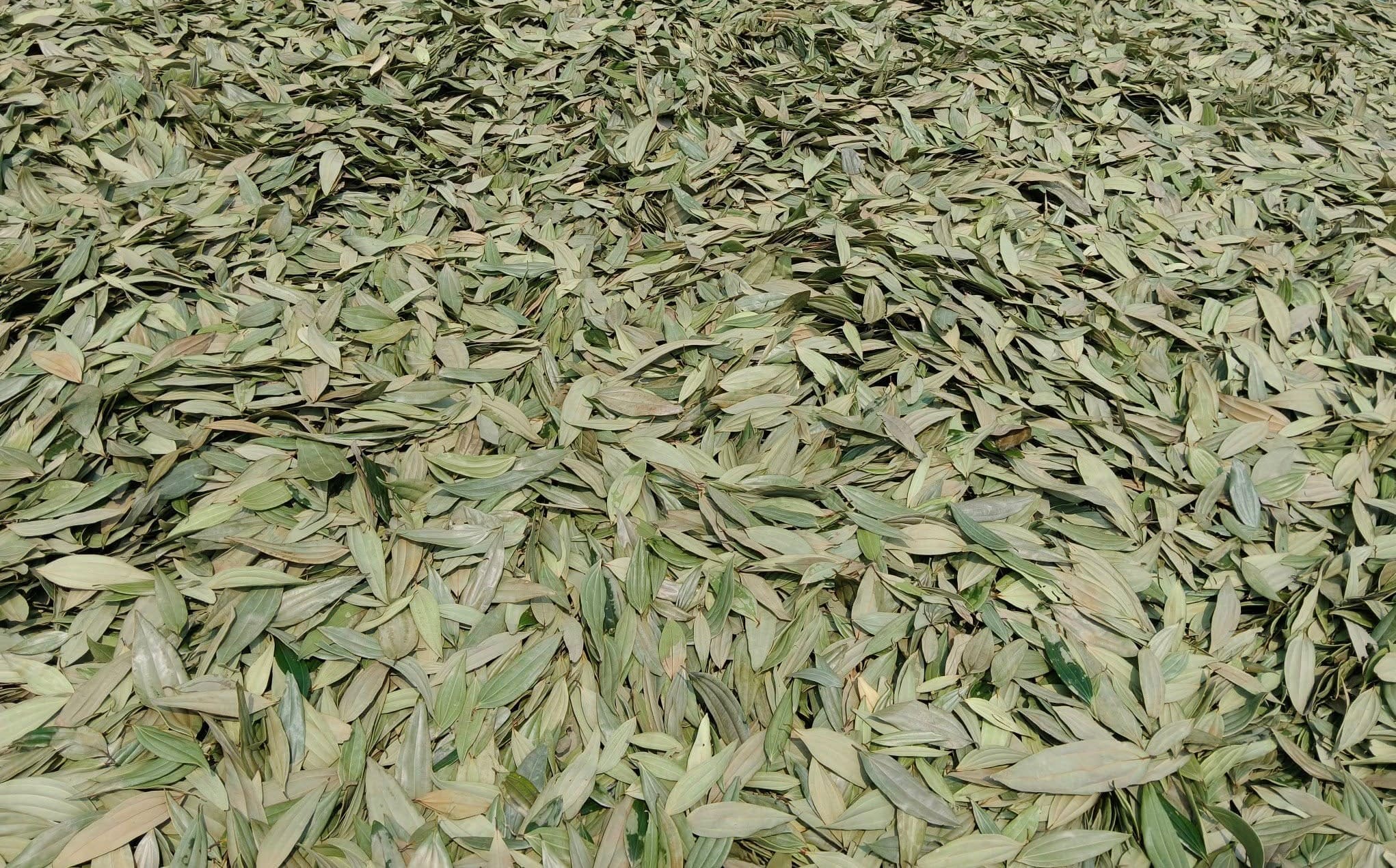 Bay Leaves 