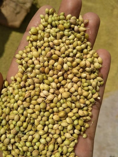 Coriander Seeds 