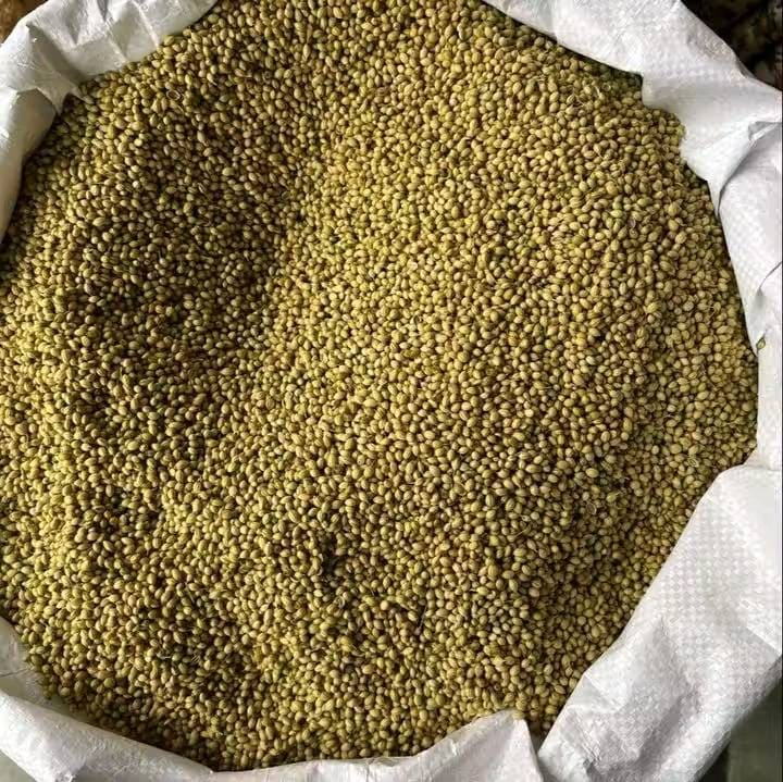 Coriander Seeds 