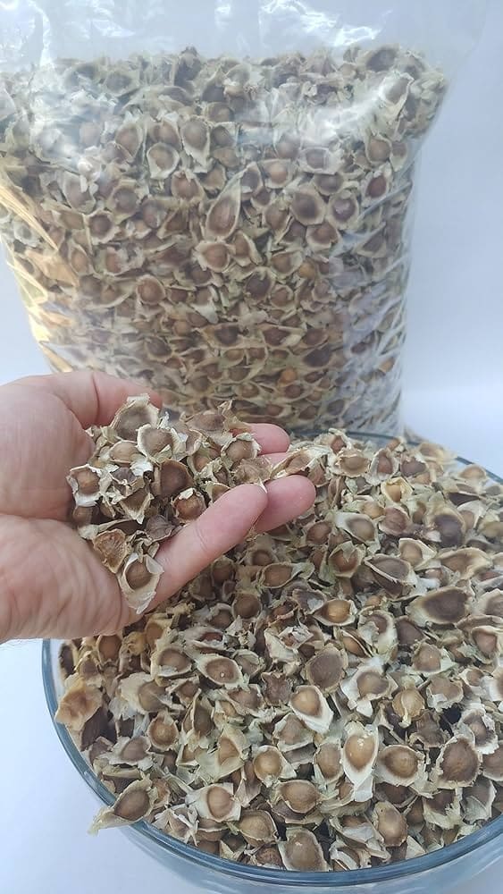 Moringa Seeds 