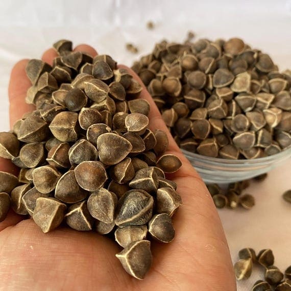 Moringa Seeds 